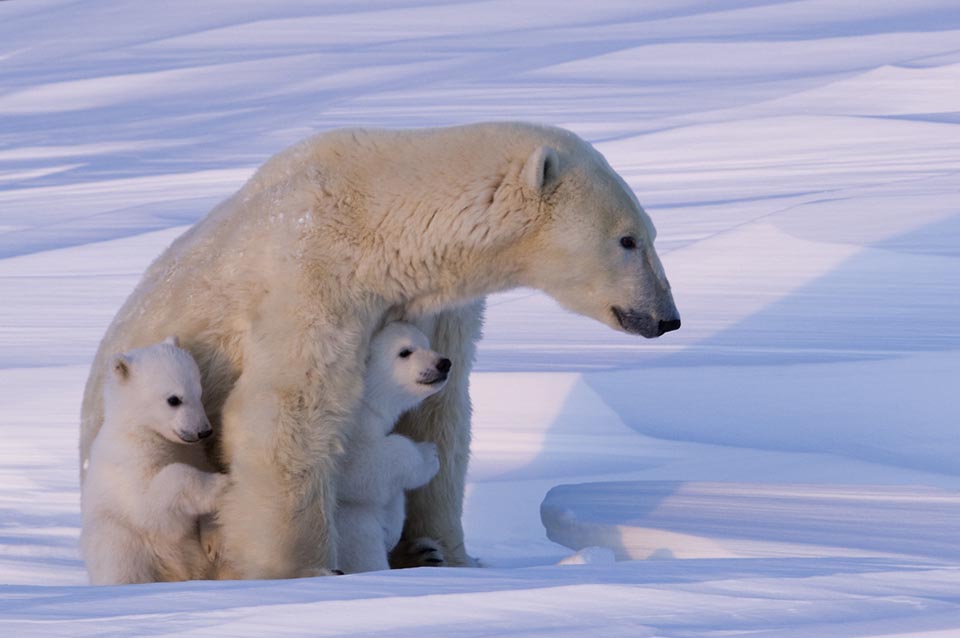 Polar Bear family. (Ursus Maritimus) Wapusk National Park - Manitoba - Canada February - March 2008