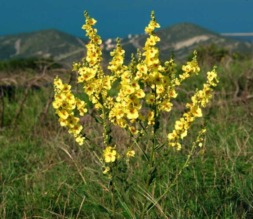 Как вылечить застарелую бронхиальную астму