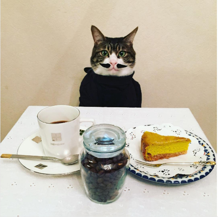 Этот котик - идеальная модель для фотосессии