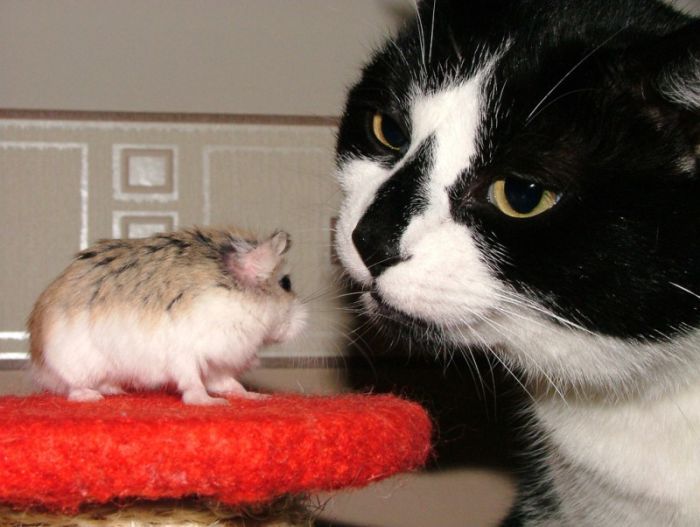 Смешные и просто красивые фотографии кошек (136 фото)