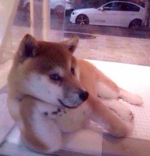 Собаки тоже подлецы: 17 жутко самодовольных морд