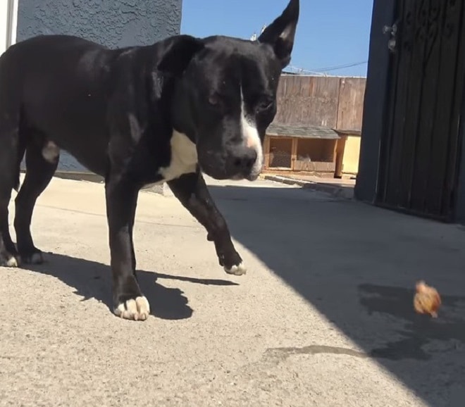 Черно-белый пес