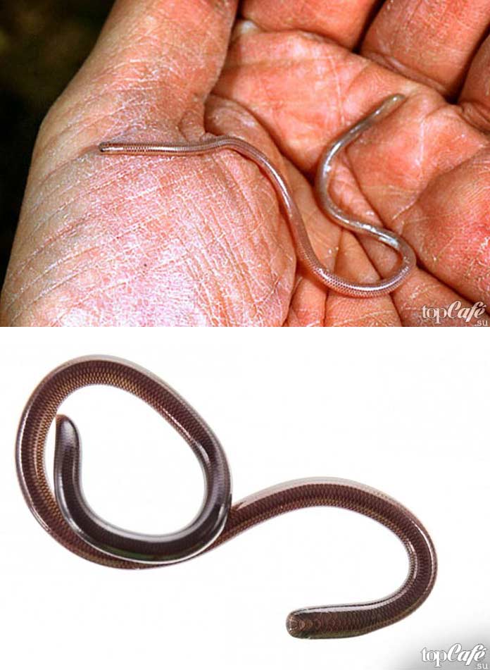 Tetracheilostoma carlae