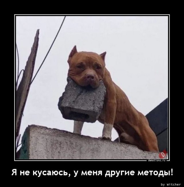 Демотиваторов свежая порция: «В этом доме…» 