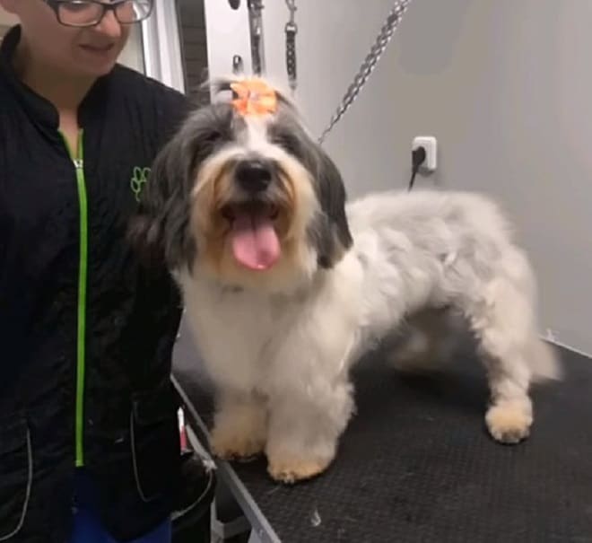 Собака улыбается