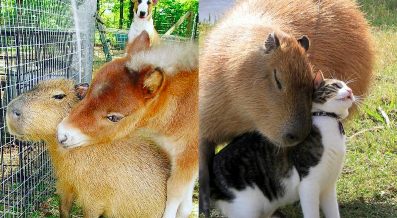 My pets capybaras