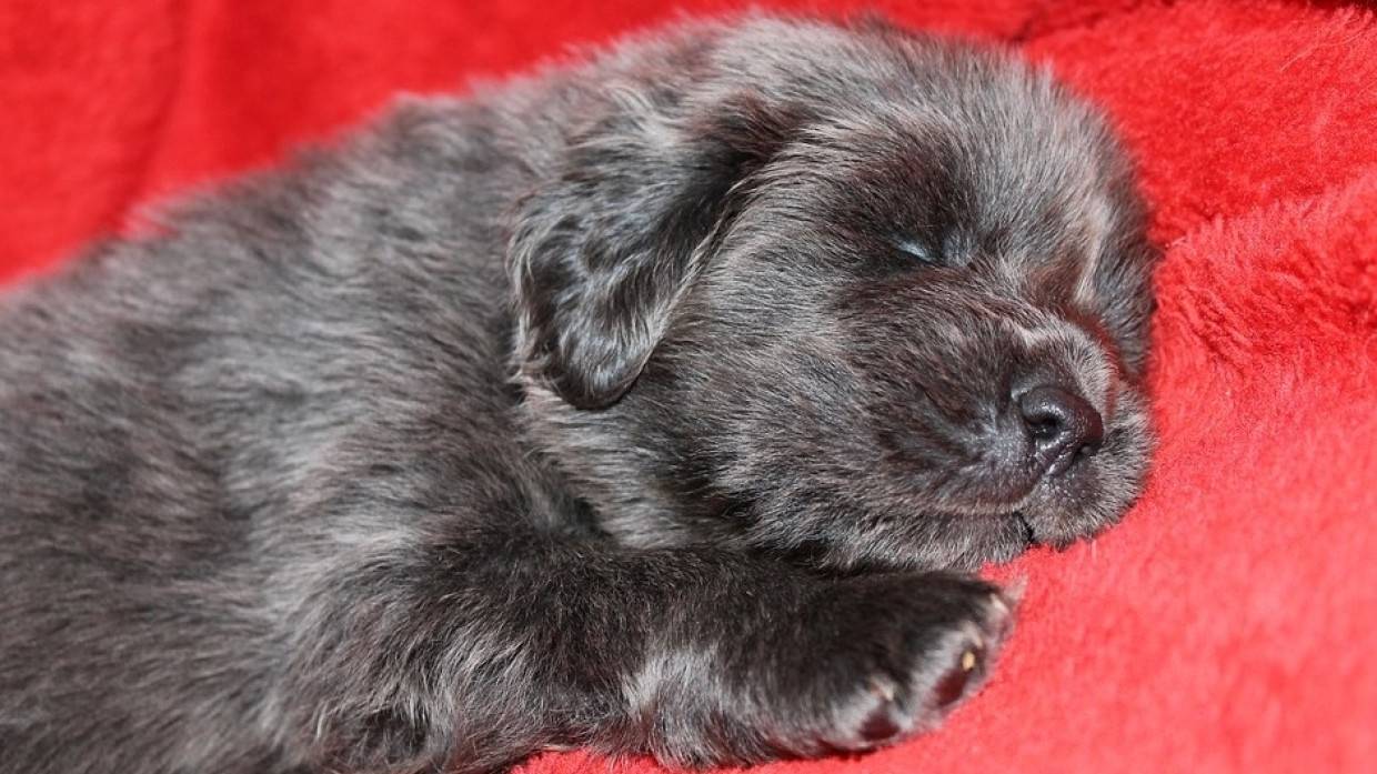 Мужчина вытащил щенков из дренажной трубы под Липецком