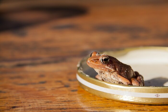 Подсаживали лягушку не просто так. /Фото: baldezh.top.