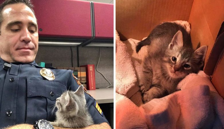 Спасение котенка