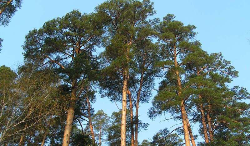 Главные деревья, которые помогут выжить в лесу