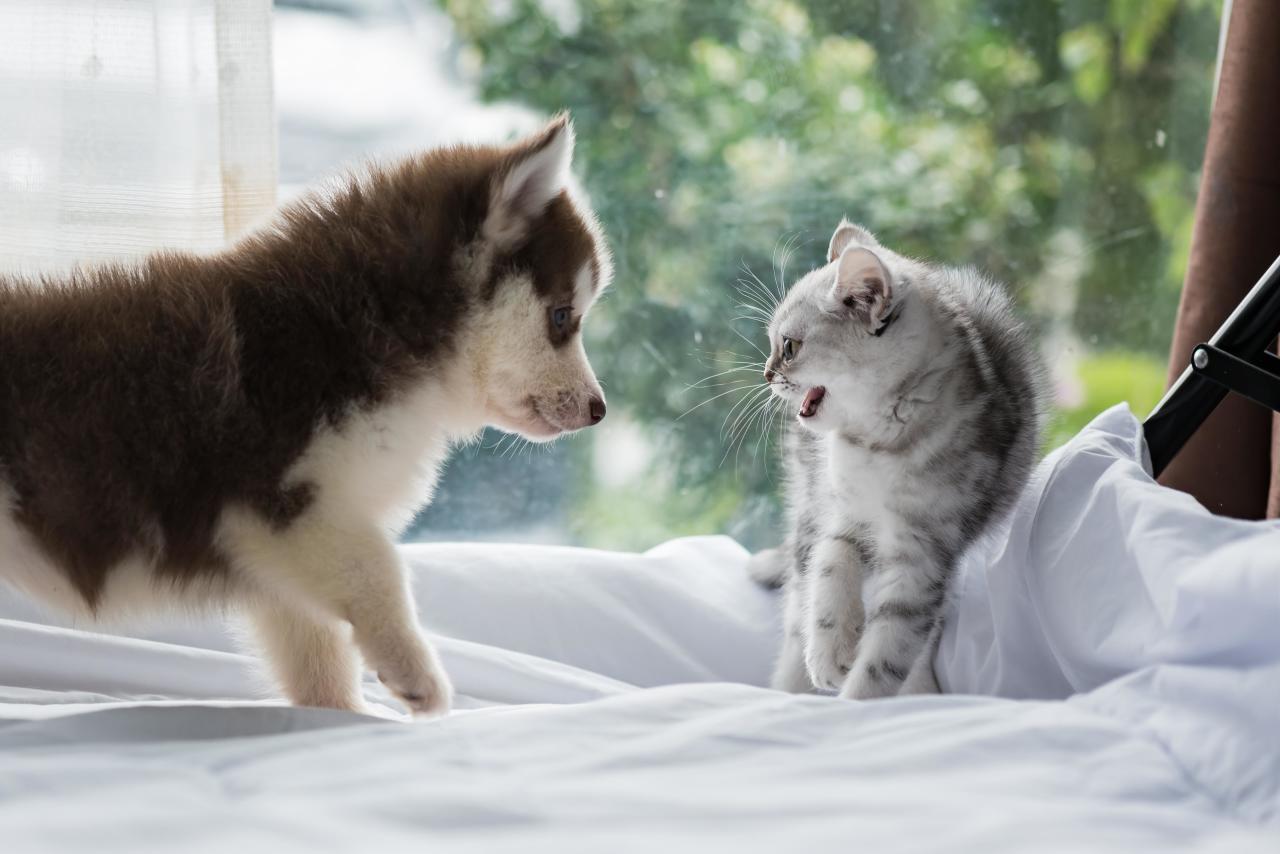 Как подружить кошку и собаку: пошаговый гид для владельцев чтобы, кошки, питомца, животных, собаки, может, питомцев, кошка, только, важно, стоит, возможность, животные, собака, животного, должен, живет, должны, могут, время