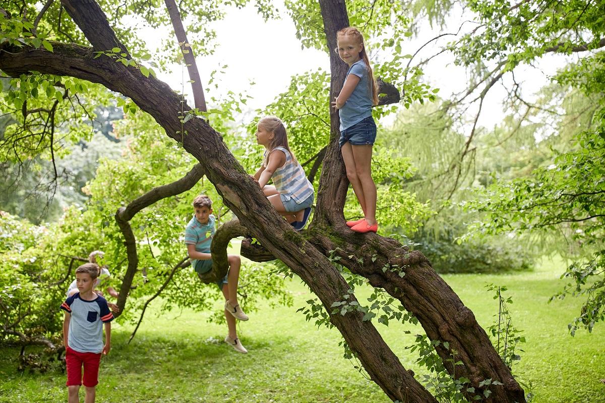 Дети забираются высоко на деревьях