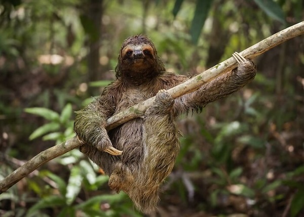 Комичные фото дикой природы, где всё решило одно удачное мгновение когда, Автор, Симоны, УилсонаФотография, НиссенбаумаФотография, Марка, ДоудсаФотография, Майкла, АрнольдаФотография, Кента, ХайнрихФотография, ПескантиниФотография, ТримомаФотография, Энрико, КэткартаФотография, Джорджа, РальфаФотография, Клинта, ФостерФотография, Лавек