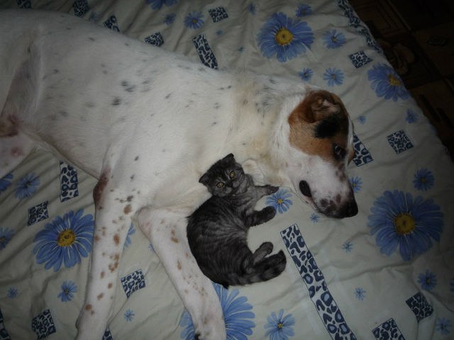 Алабай спит