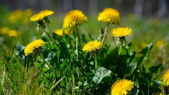 Как заваривать чай из одуванчиков, который помогает при диабете и проблемах с ЖКТ