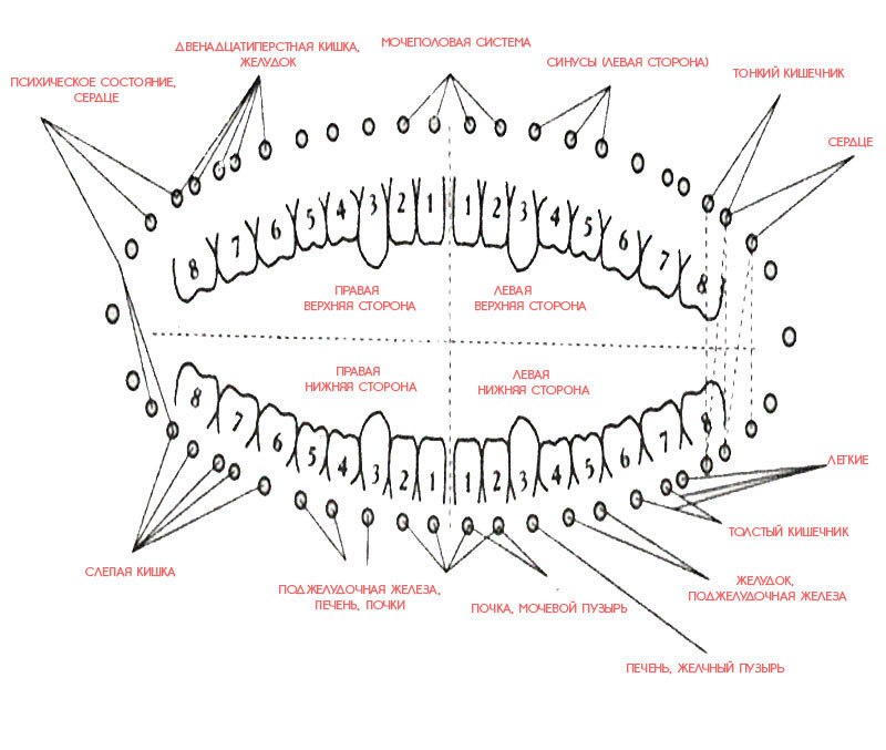 Зубы связаны с внутренними органами: как обнаружить проблемы аллергия,анемия,артрит,зубная боль,зубы,кишечник