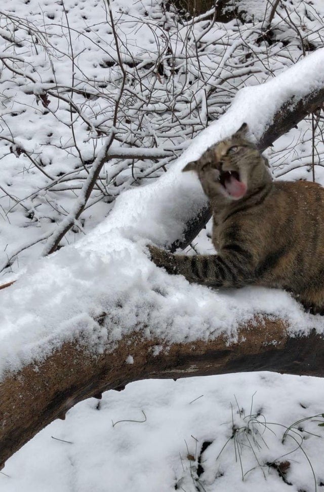 Без кота и жизнь не та