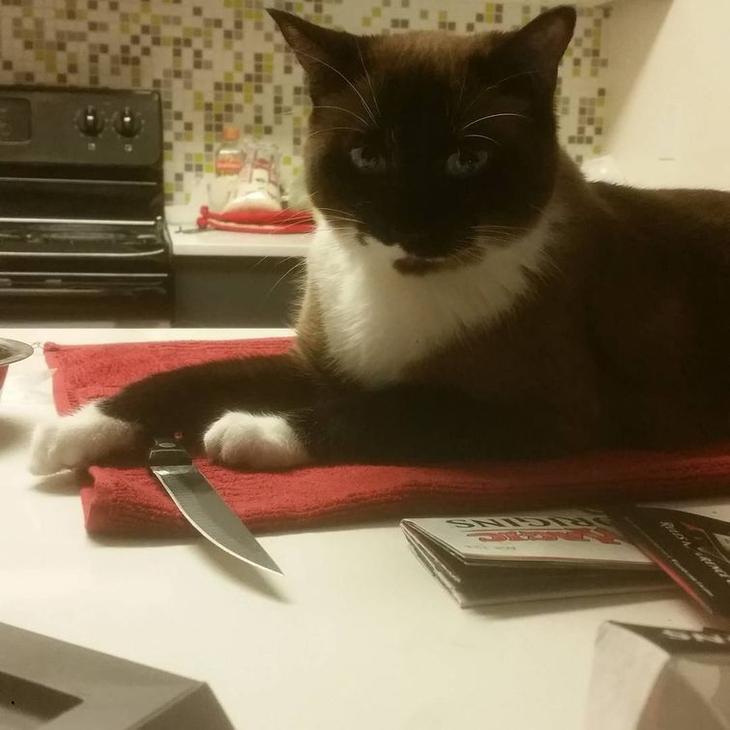 20 кошек, которые очевидно хотят вам навредить 