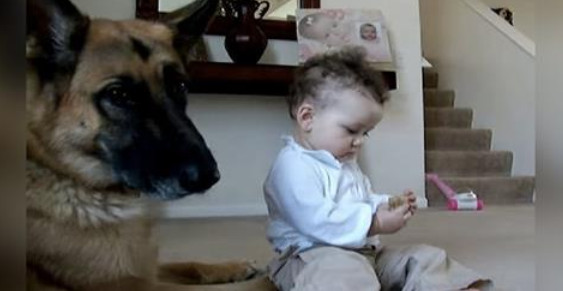 Девочка отобрала кость у огромной собаки