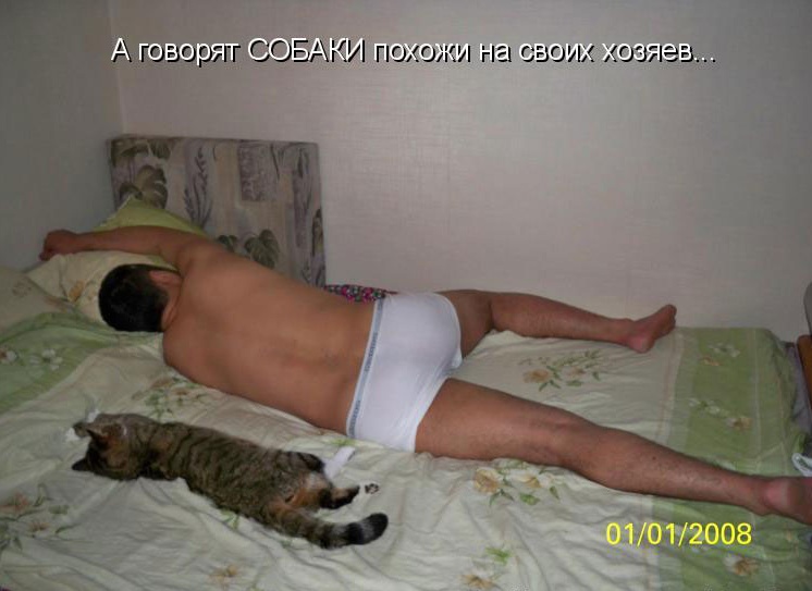 Кошки похожи на своих хозяев