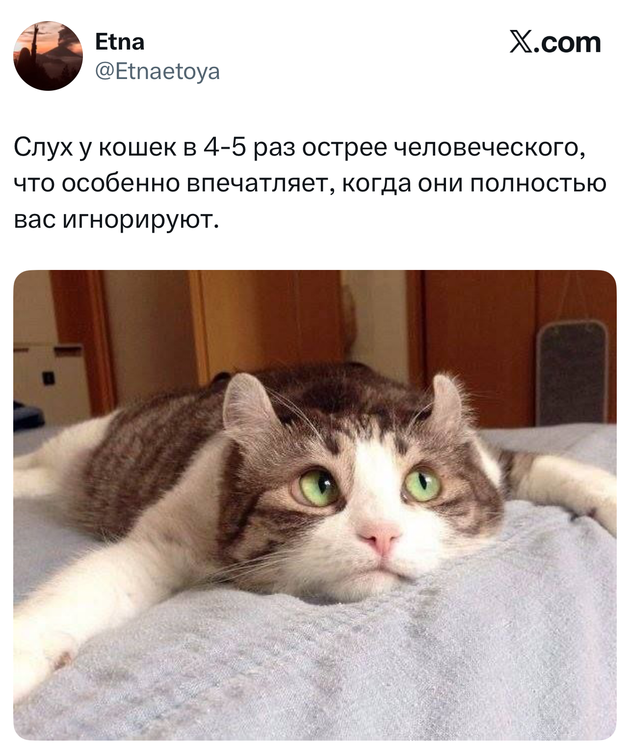 Лучшие шутки дня из X (бывшего Твиттера)