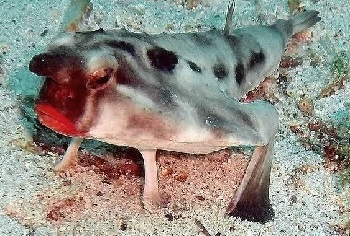 Четверг - рыбный день Дарвина, Нетопырь, океана, нетопыря, «удочка», хищникаСвое, самого, островов, иллиций, Галапагосских, вокруг, своеобразная, водах, исключительно, обитает, Чарльза, честь, получила, название, «накрашенному»