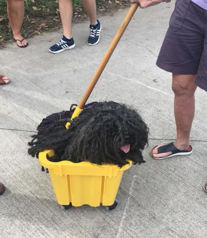 dog-mop-halloween-costume-mainstrasse-paw-rade-2