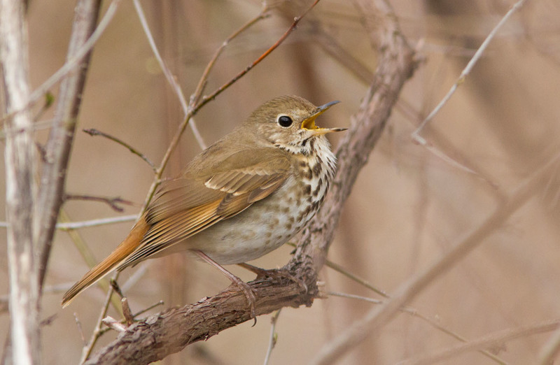 A singing Hermit Thrush (<em&gtCatharus guttatus</em>).