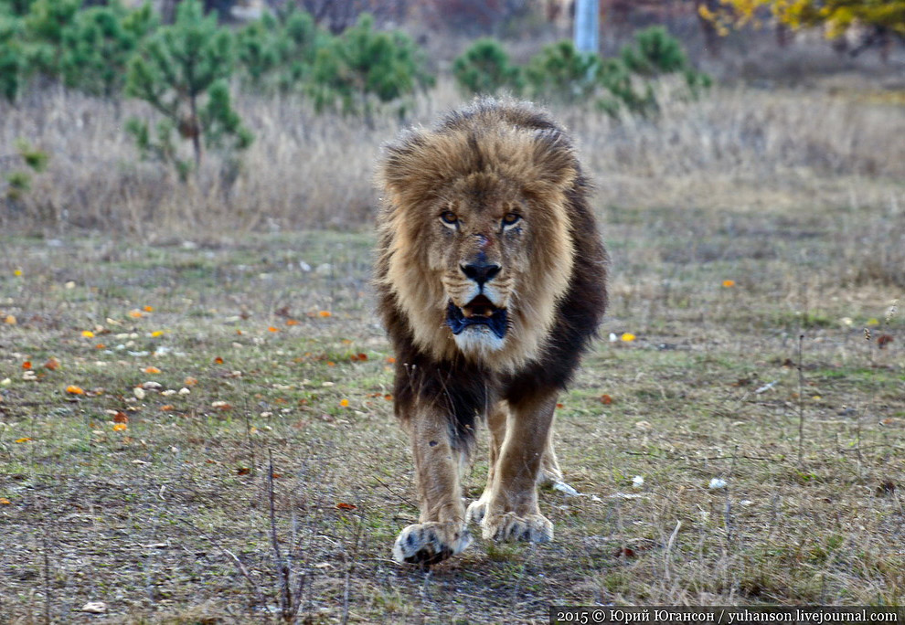 Сафари-парк Тайган в Крыму