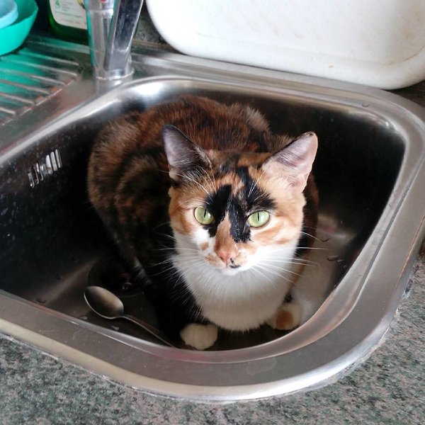 Кошка в раковине: попью я сегодня наконец?
