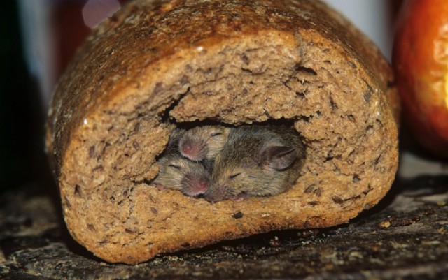 Спим в неожиданных местах и позах