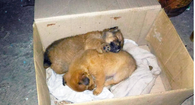 Метелка-Метелица