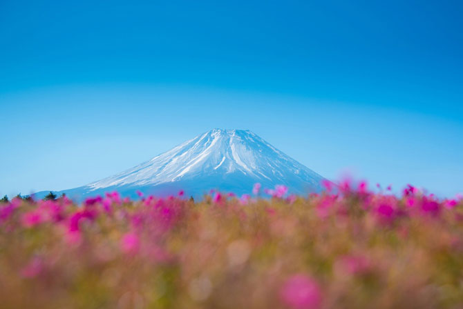 В Японии весной цветёт не только сакура
