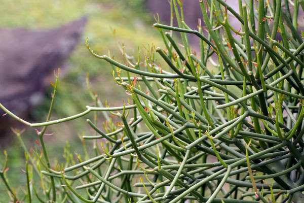 Euphorbia tirucalii