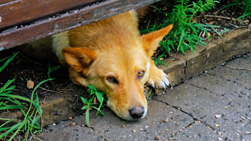 Предательство