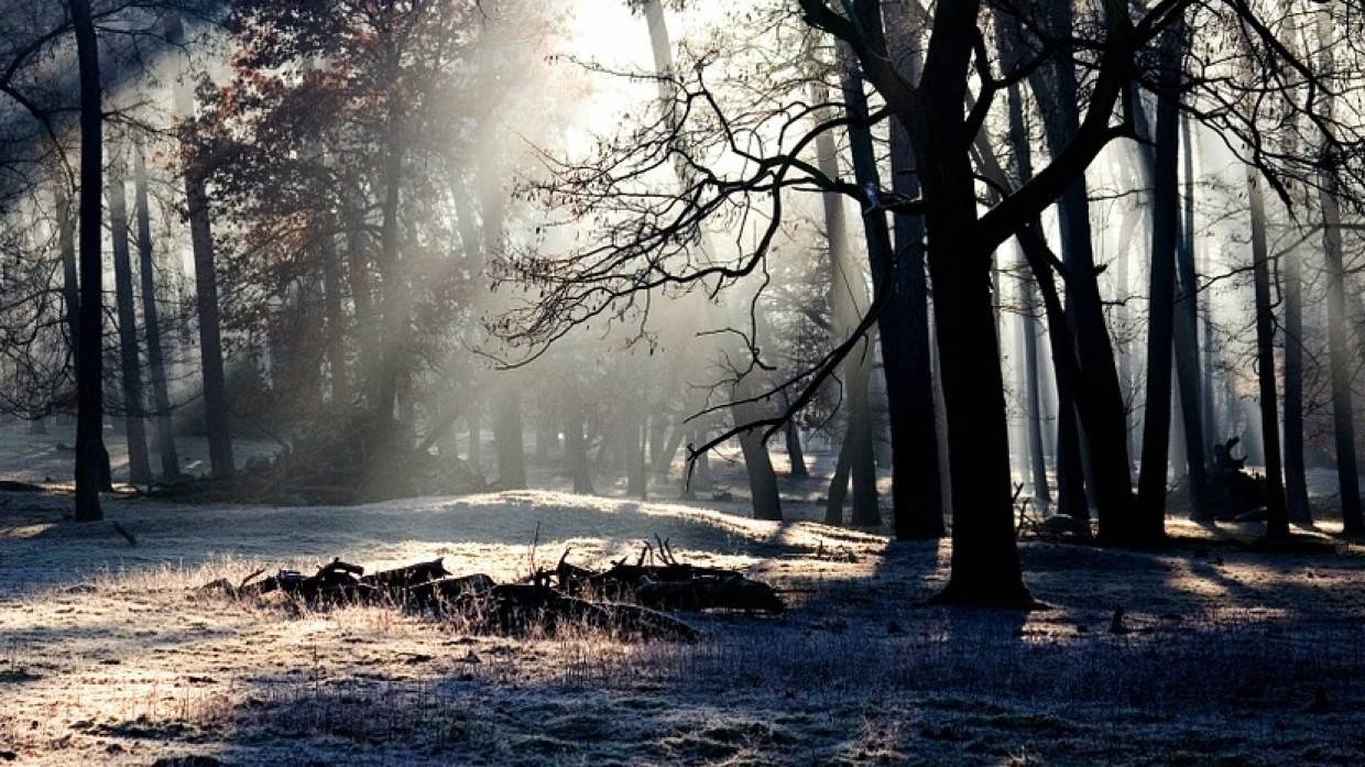 Человеческие сердце и печень обнаружили в лесополосе на севере Москвы