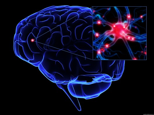 neurons51-1- neurons51-1-