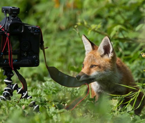 Удачные селфи диких животных животные,фотография