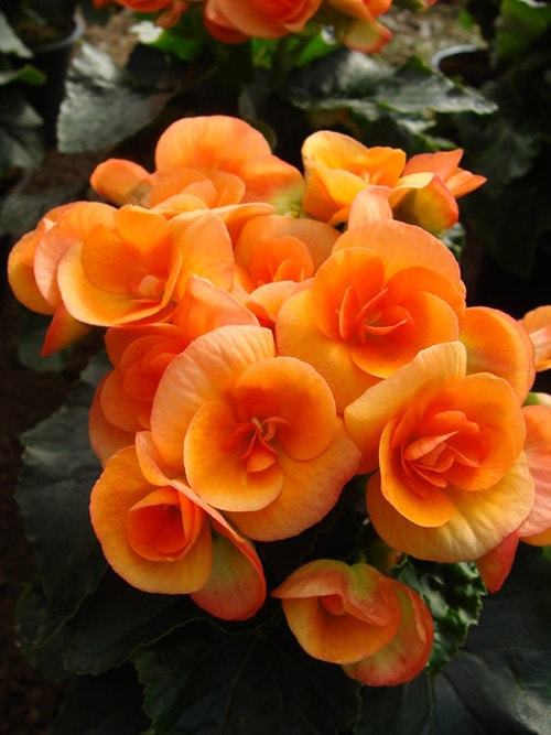 Уход и выращивание бегонии в домашних условиях Уход и выращивание бегонии в домашних условиях комнатные растения,полезные советы