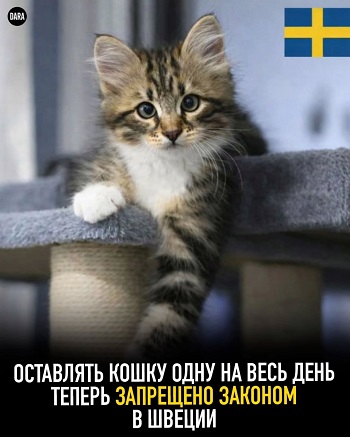 Значит, беру я кредит в банке 1 миллиард $, покупаю этот банк, разрешаю себе не отдавать кредит, и всё - я олигарх! ну, гениально же! времени, почему, когда, черная, России, своей, самые, дерьмовое, только, деньги, всего, интеллект, можно, курьера, обеими, будут, говно, предел, обоями, Кормит