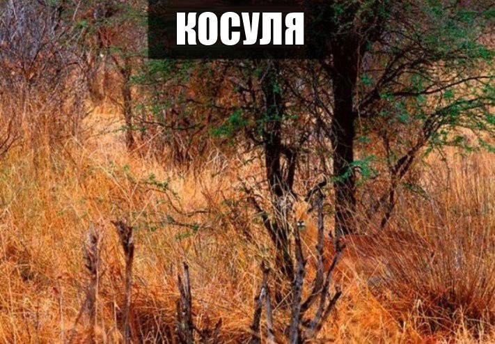 Интересные Фото животные, прикол, юмор