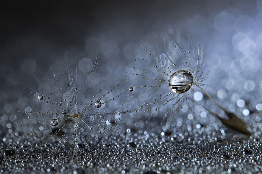 "Капля воды". Макросъемка от Miki Asai  красота, природа, фото