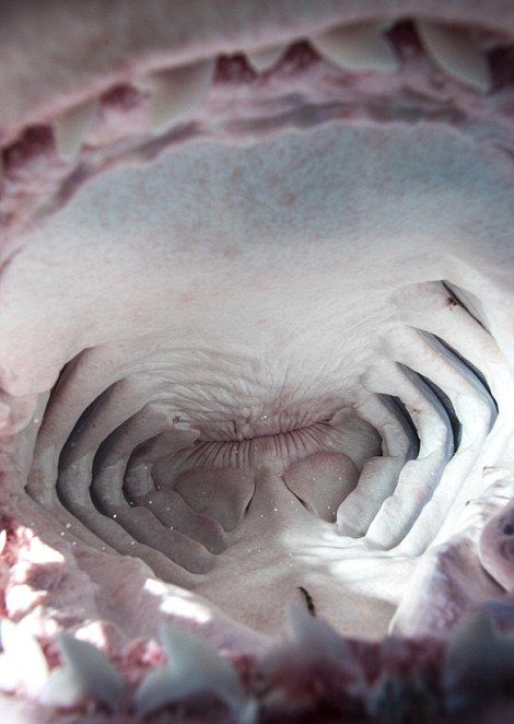 Как себя чувствует жертва, попавшая в пасть акулы (11 фото)
