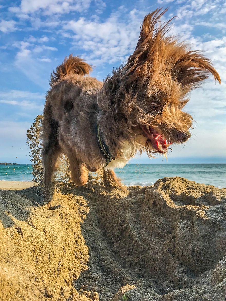 собака роет песок на пляже