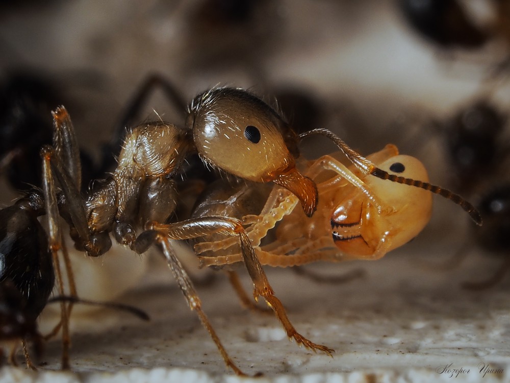 Самый секретный роддом мира муравейник, роддом
