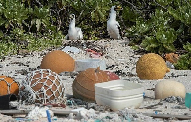Необитаемый остров пал жертвой пластикового мусора мир,экология