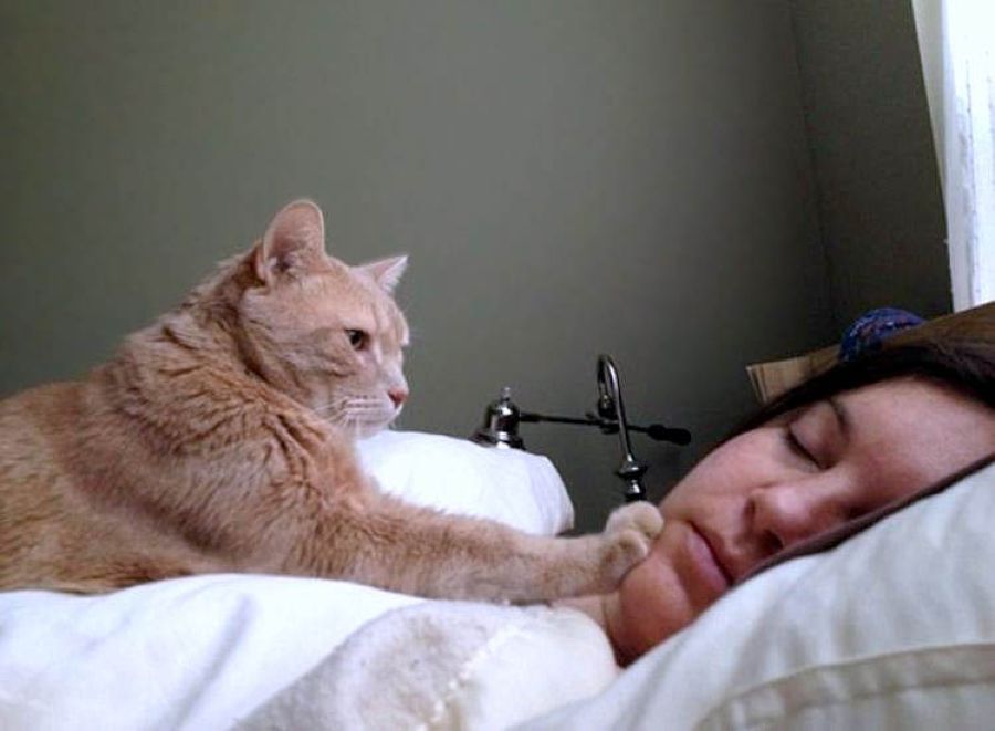 Почему коты будят нас по утрам и по ночам, что делать, как отучить кота  будить хозяина рано утром?