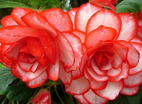 Уход и выращивание бегонии в домашних условиях Уход и выращивание бегонии в домашних условиях комнатные растения,полезные советы