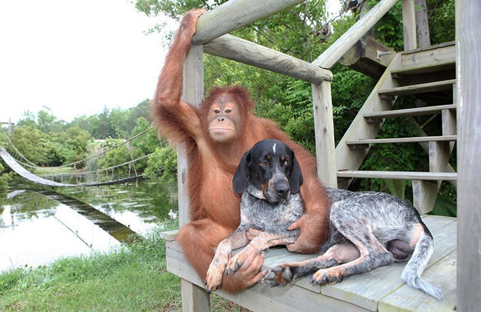 50 случаев удивительной дружбы животных дружба, животное