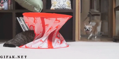 Забавные и веселые гифки воскресенья